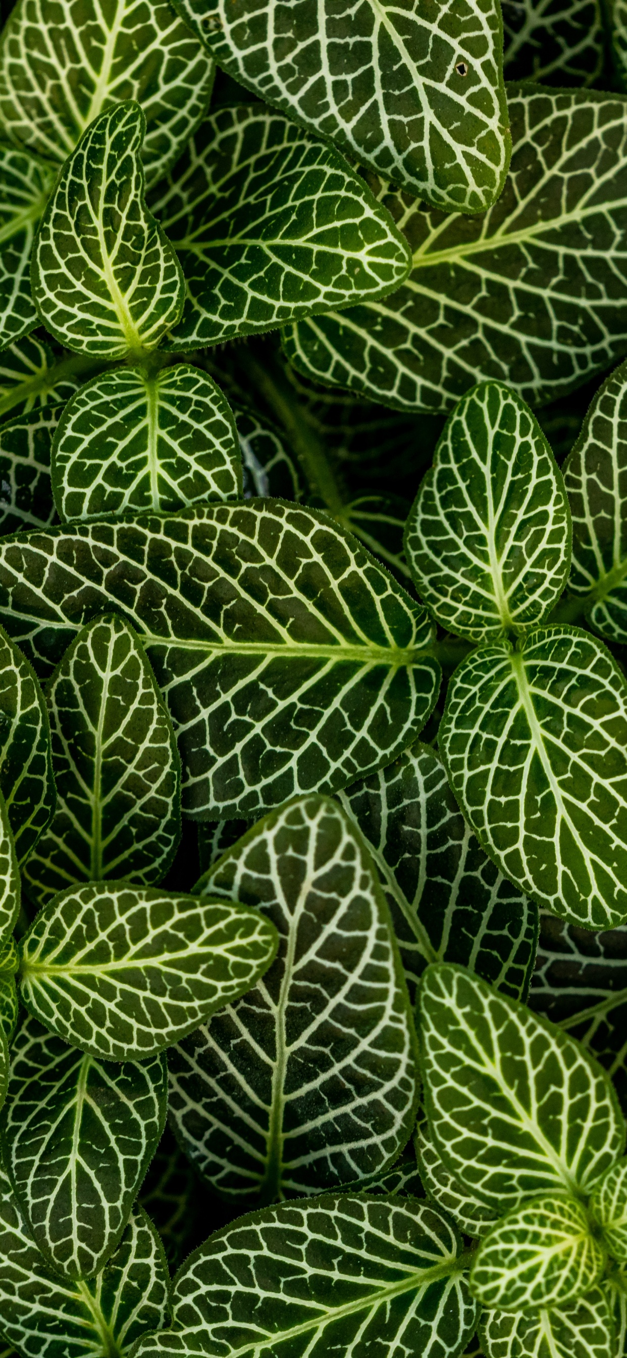 Plants, Leaf, Green, Pattern, Vegetation. Wallpaper in 1242x2688 Resolution