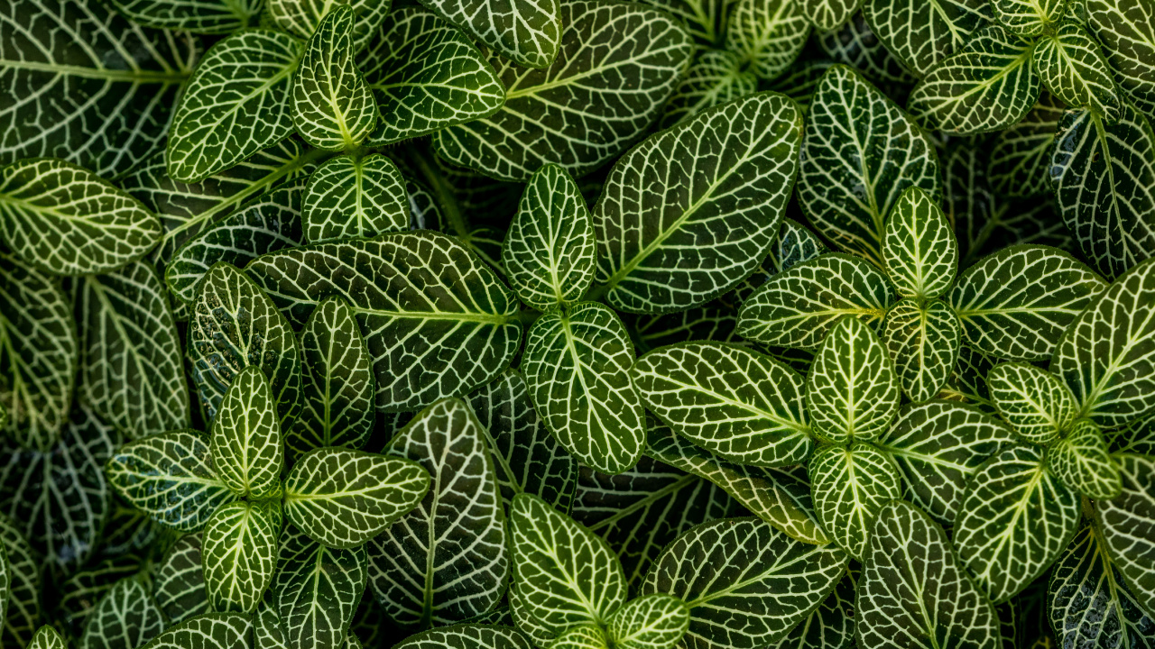 Plants, Leaf, Green, Pattern, Vegetation. Wallpaper in 1280x720 Resolution