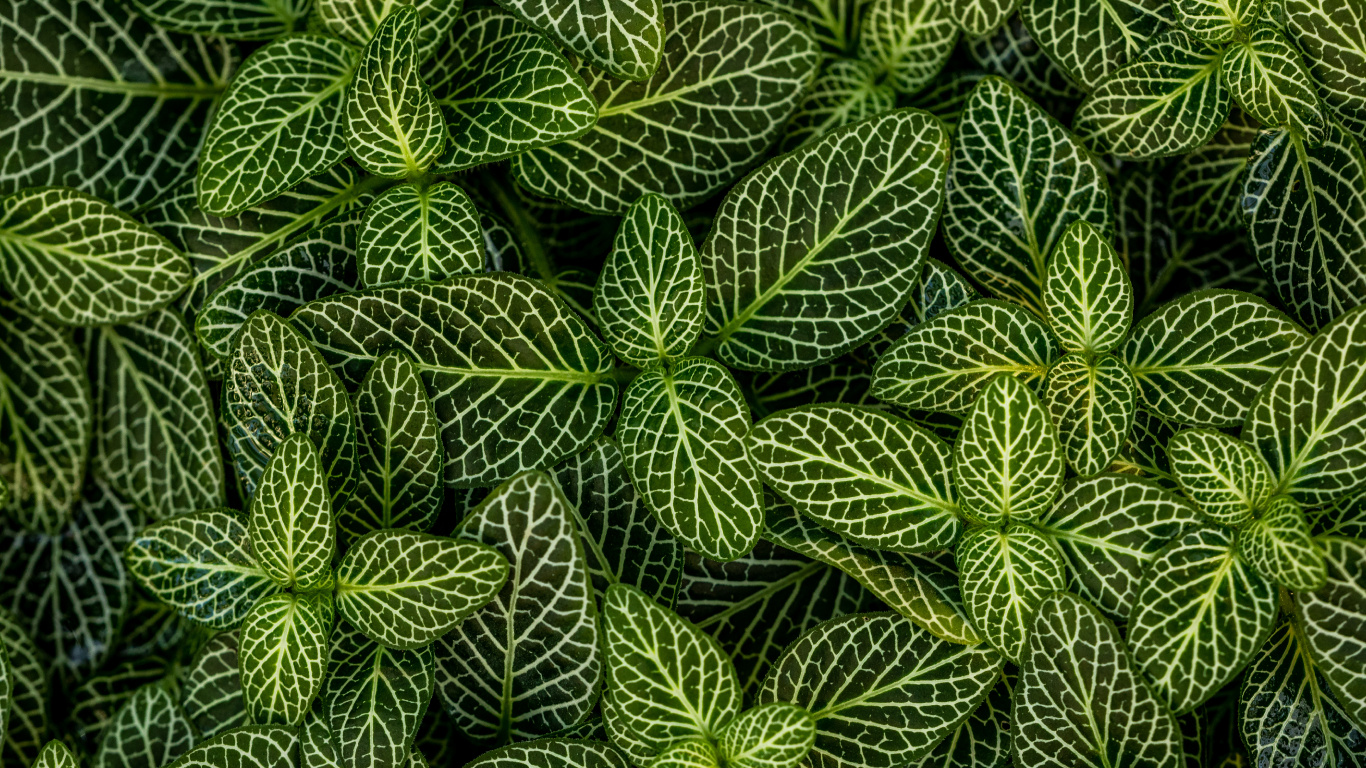 Plants, Leaf, Green, Pattern, Vegetation. Wallpaper in 1366x768 Resolution