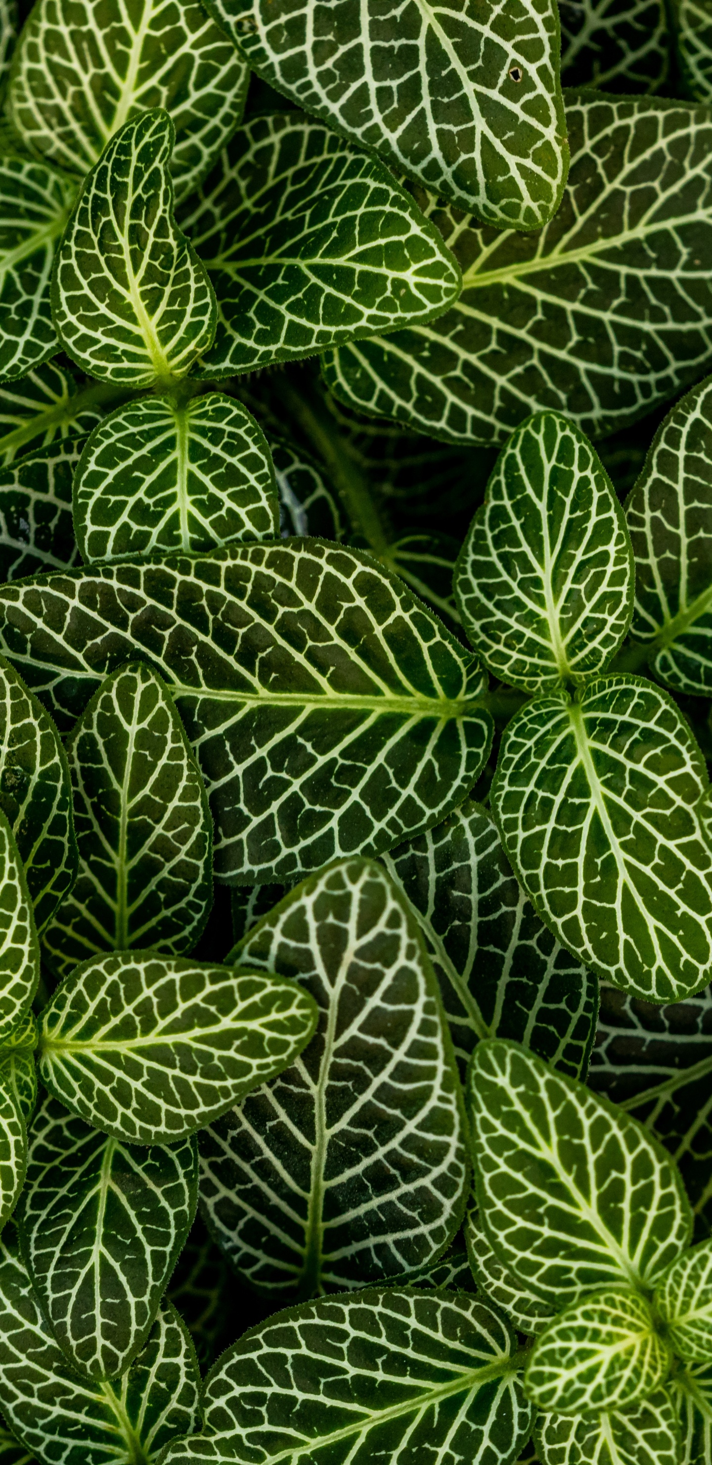 Plants, Leaf, Green, Pattern, Vegetation. Wallpaper in 1440x2960 Resolution