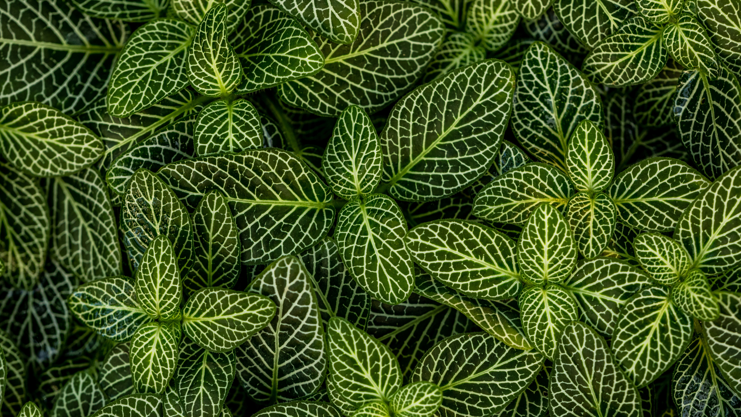 Plants, Leaf, Green, Pattern, Vegetation. Wallpaper in 2560x1440 Resolution