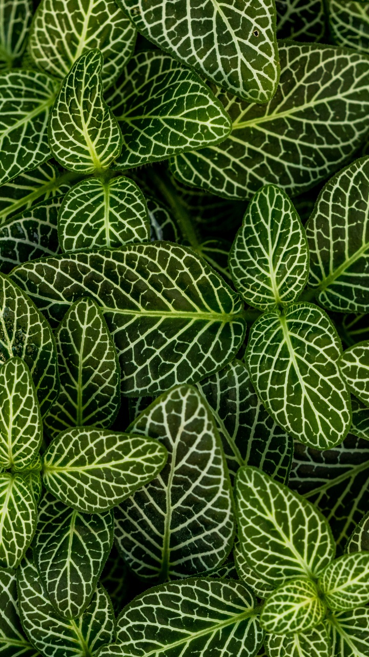 Plants, Leaf, Green, Pattern, Vegetation. Wallpaper in 720x1280 Resolution