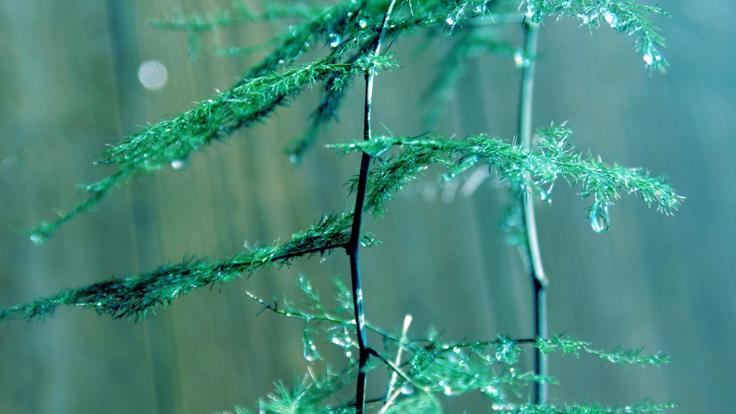 Green Plant in Close up Photography. Wallpaper in 2560x1440 Resolution