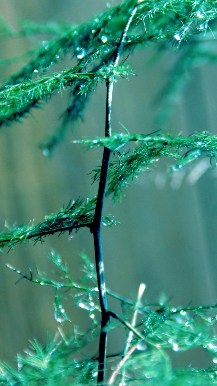Green Plant in Close up Photography. Wallpaper in 750x1334 Resolution