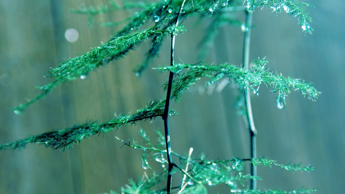 绿色的, 树枝, 湿气, 植物干 壁纸 1366x768 允许