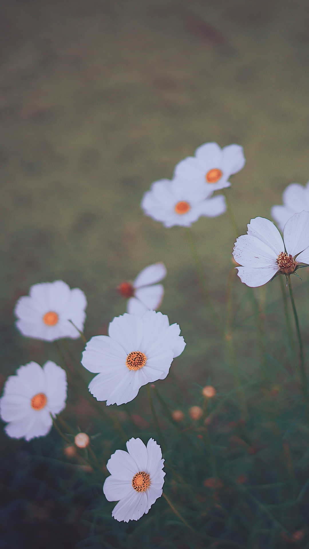 White and Yellow Flowers on Green Grass. Wallpaper in 1080x1920 Resolution