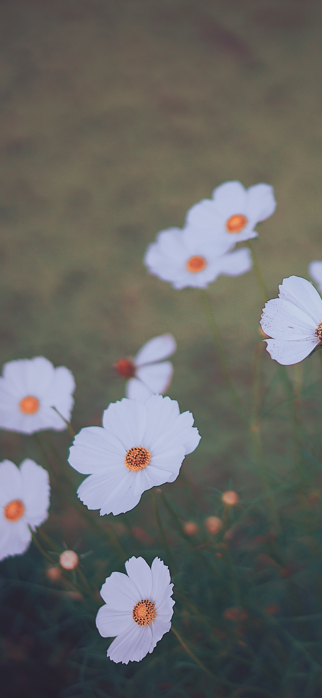 Flores Blancas y Amarillas Sobre la Hierba Verde. Wallpaper in 1125x2436 Resolution