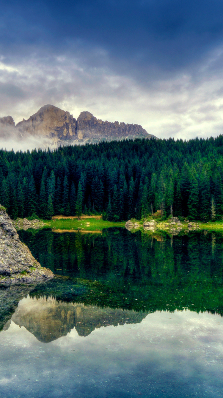 森林, 性质, 反射, 荒野, 绿色的 壁纸 750x1334 允许