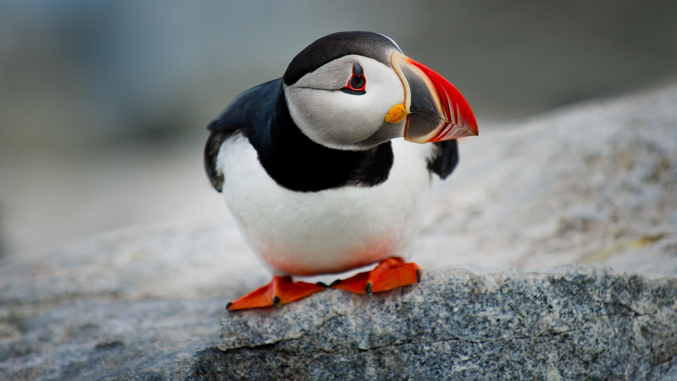 White and Black Bird on Gray Rock. Wallpaper in 1366x768 Resolution