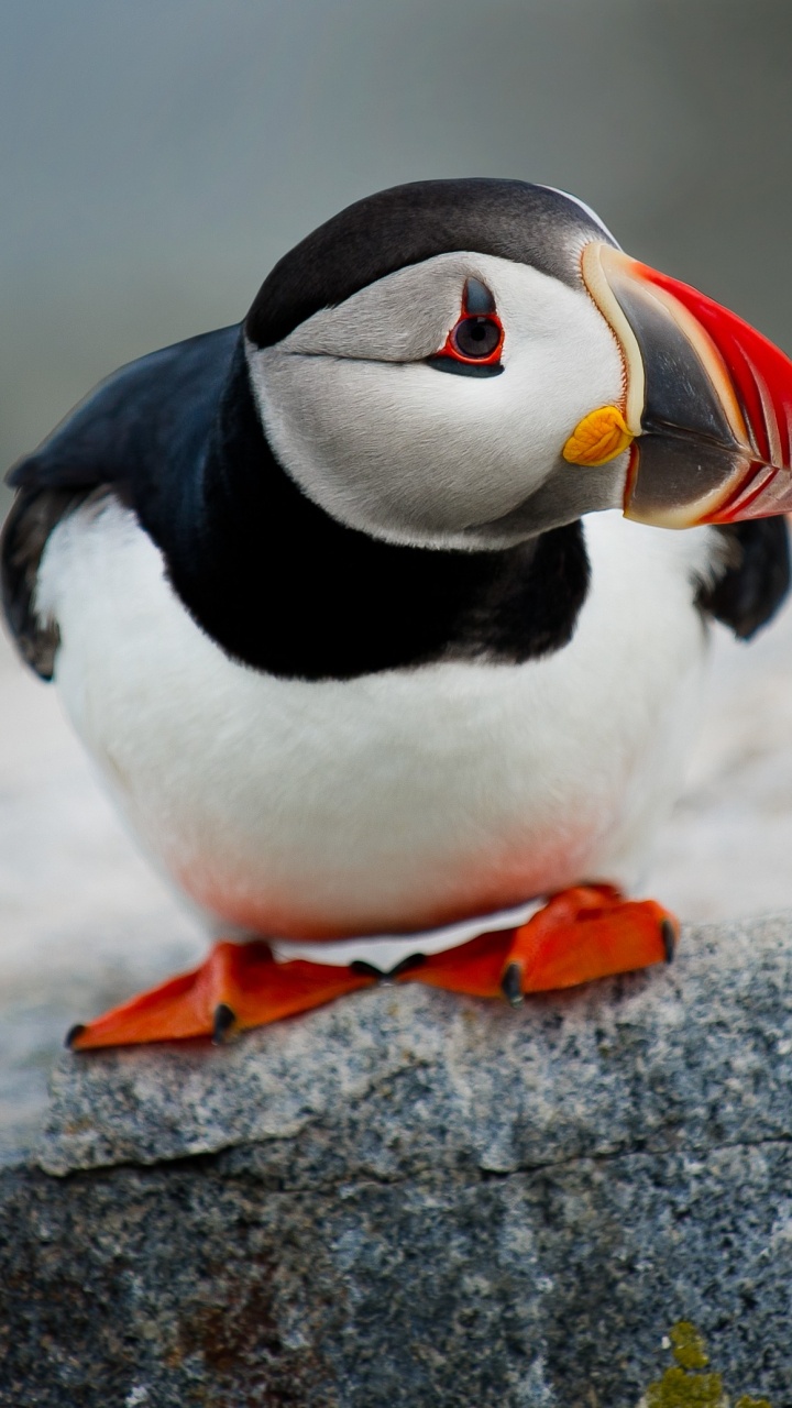 大西洋海雀, 爬行动物, 海鸟, 鸟, Charadriiformes 壁纸 720x1280 允许