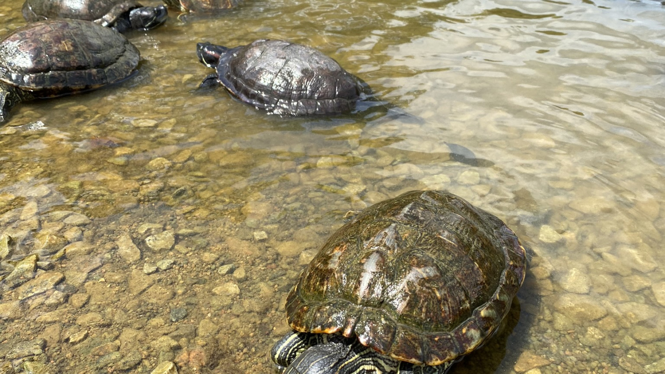 Tortue Serpentine Commune, Eau, Tortues D'étang, Tortue, Reptile. Wallpaper in 1366x768 Resolution