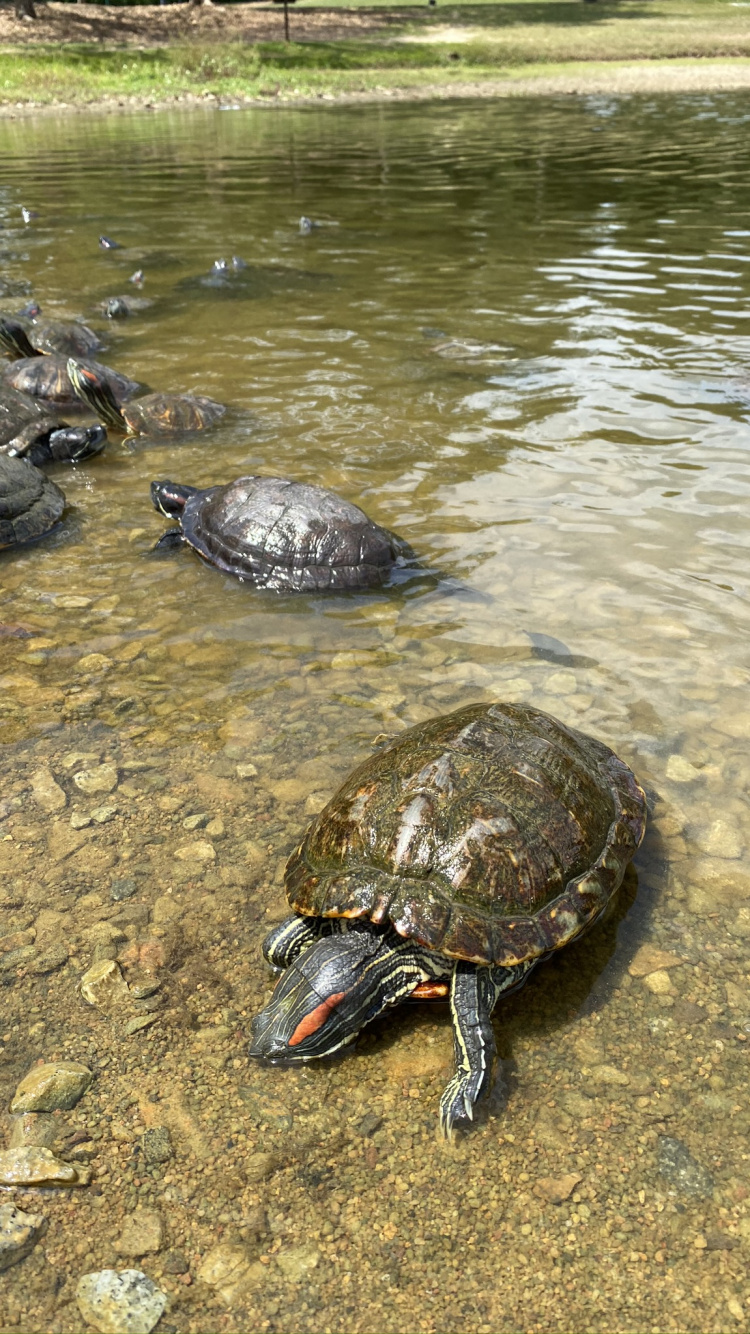 Tortuga Mordedora Común, Agua, Tortugas, Tortugas de Estanque, Tortuga. Wallpaper in 750x1334 Resolution