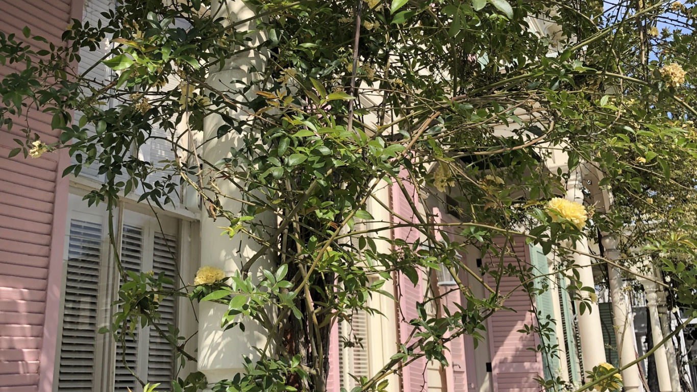 Tree, Physics, Science, Branch, Arch. Wallpaper in 1366x768 Resolution