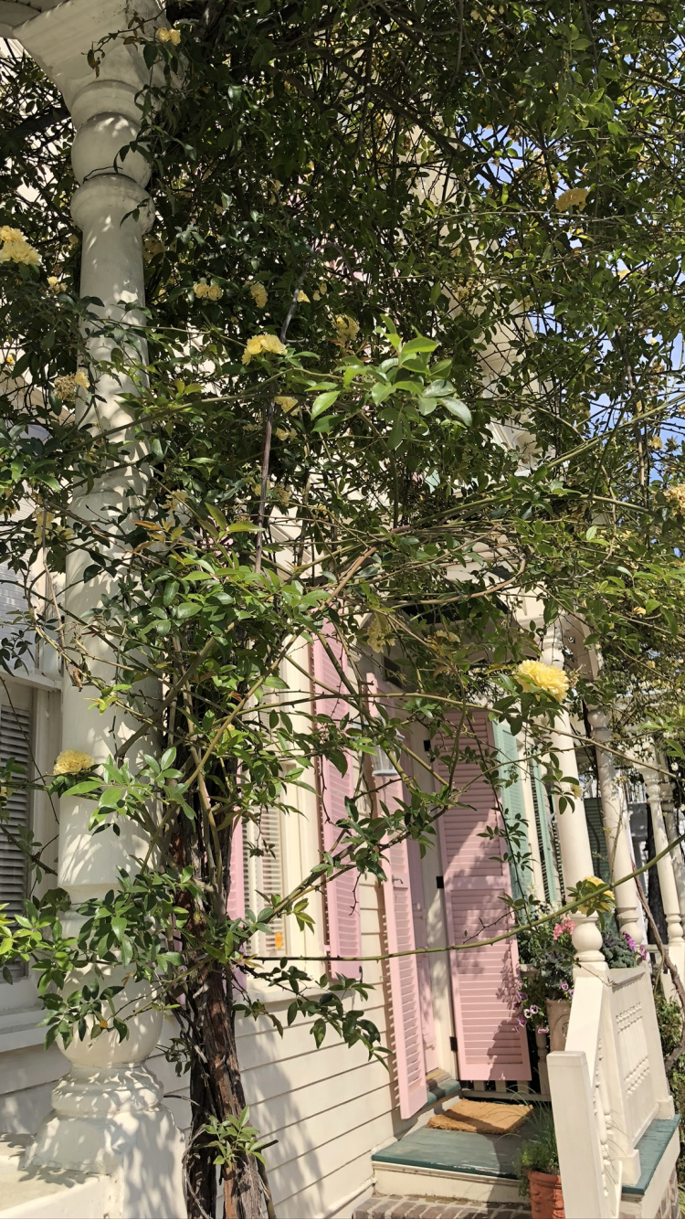 Tree, Physics, Science, Branch, Arch. Wallpaper in 750x1334 Resolution