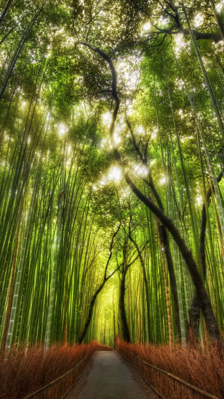 Sentier Brun Entre Les Arbres Verts Pendant la Journée. Wallpaper in 750x1334 Resolution