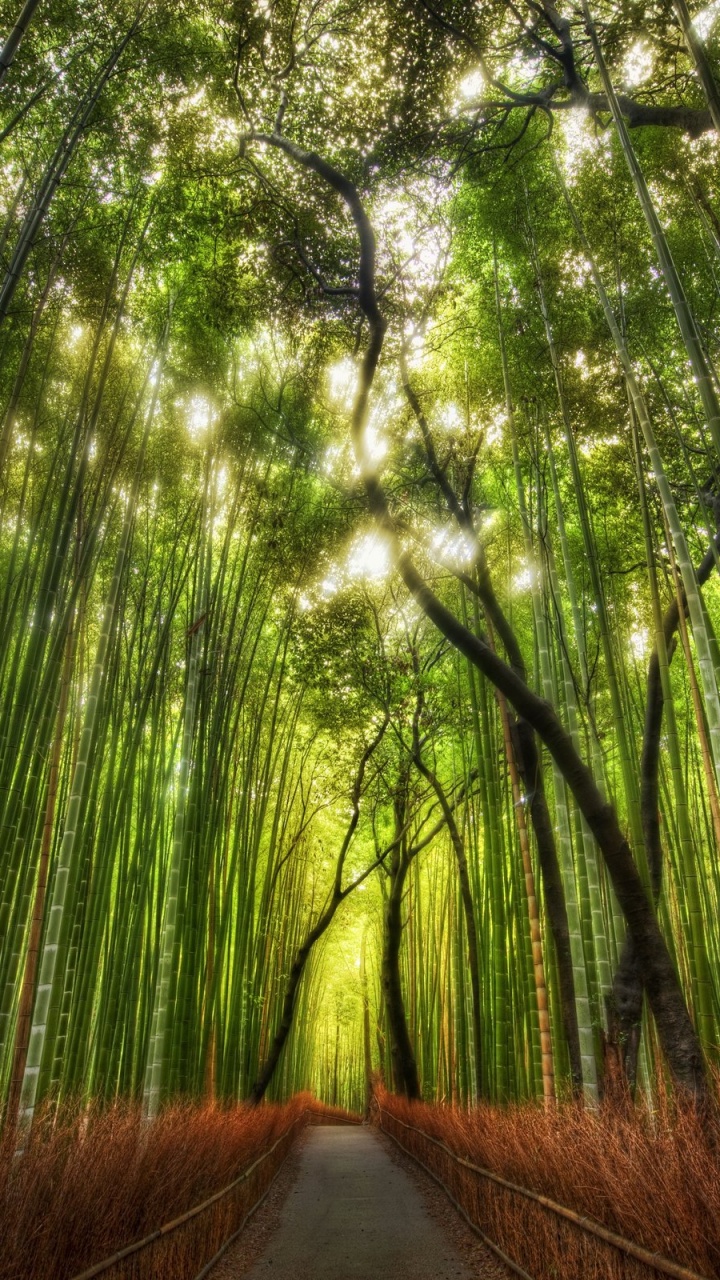 Brown Pathway Between Green Trees During Daytime. Wallpaper in 720x1280 Resolution