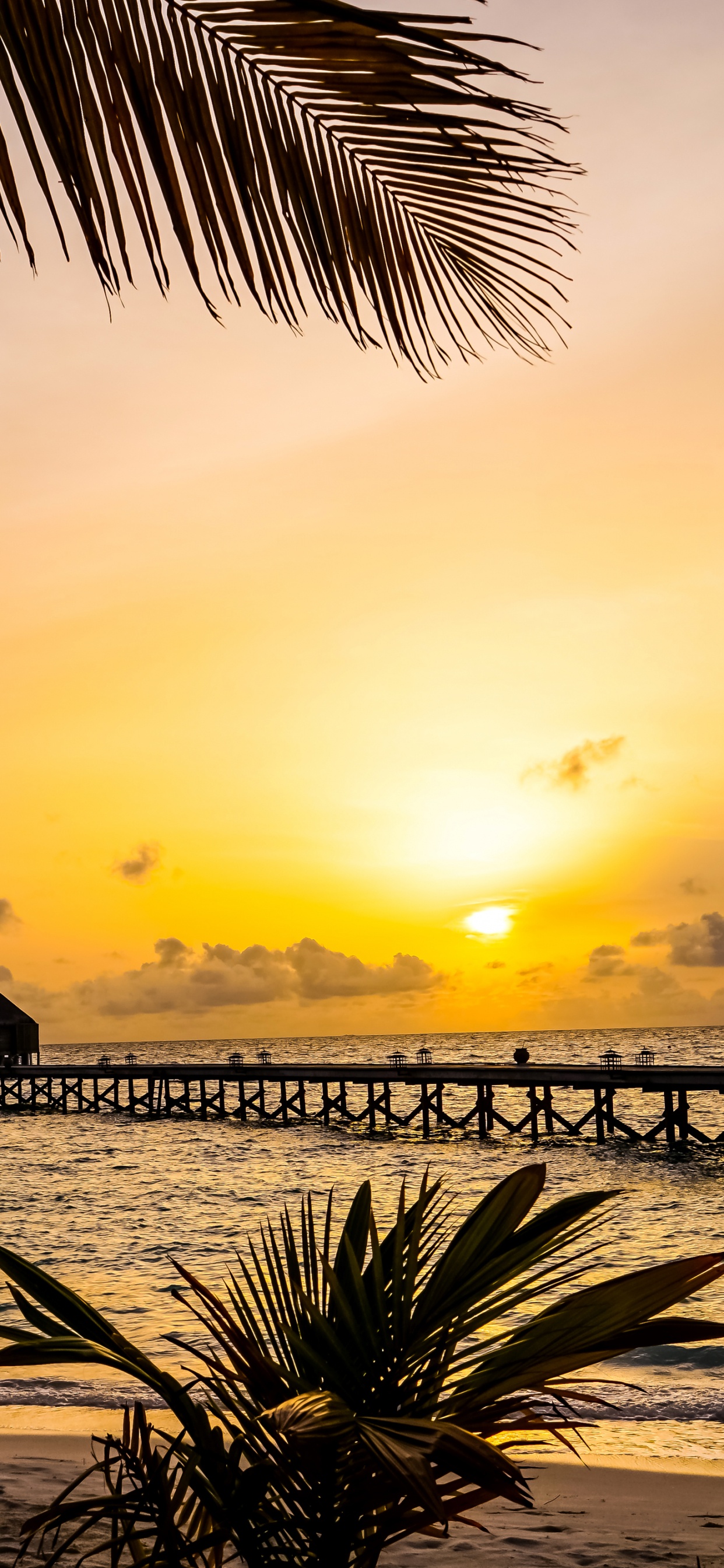 Palm Tree Near Sea During Sunset. Wallpaper in 1242x2688 Resolution