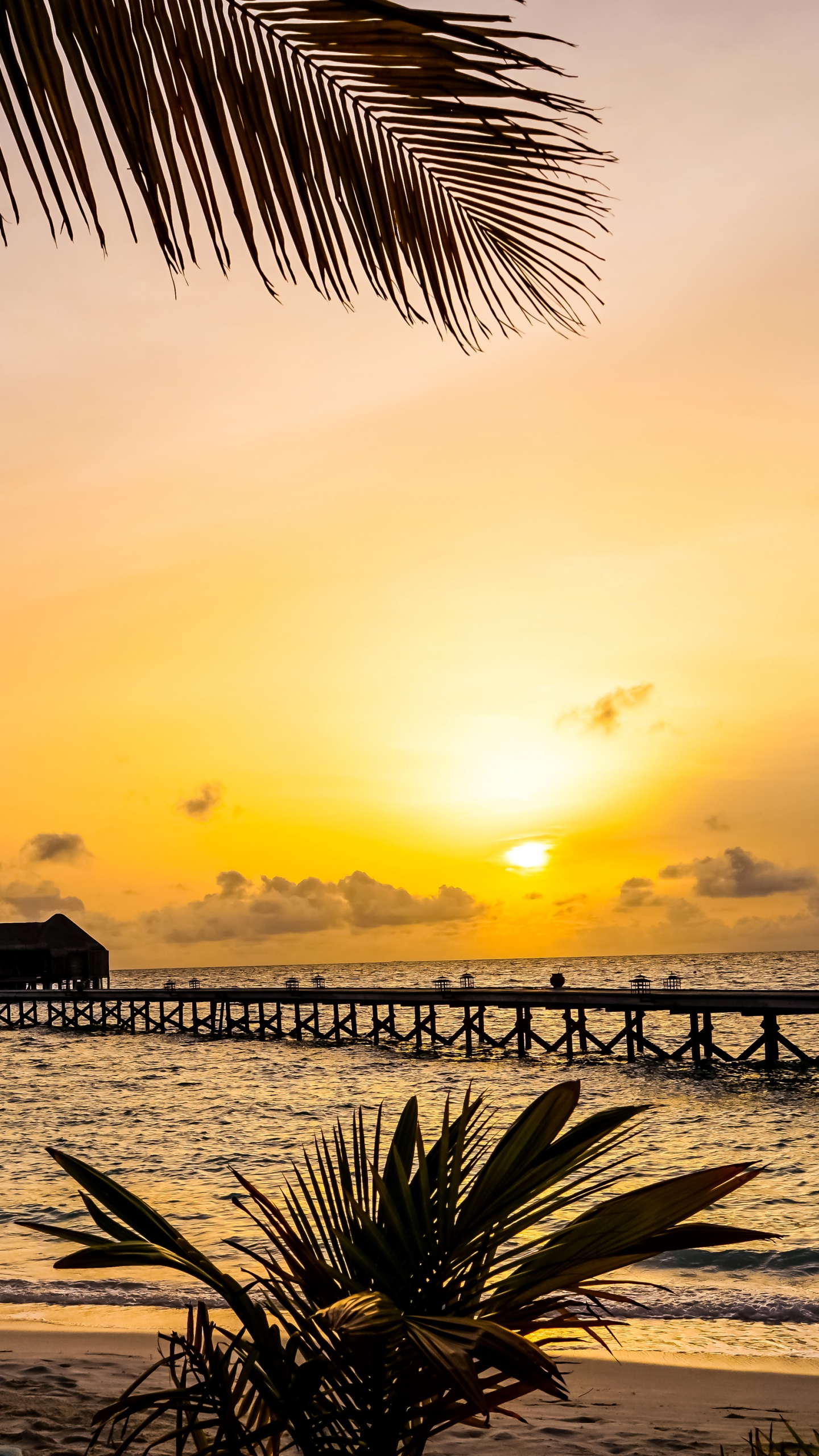 Palm Tree Near Sea During Sunset. Wallpaper in 1440x2560 Resolution