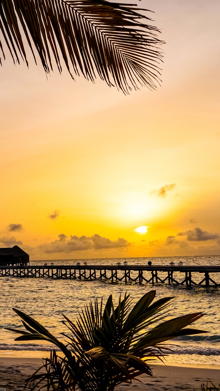 Palm Tree Near Sea During Sunset. Wallpaper in 720x1280 Resolution