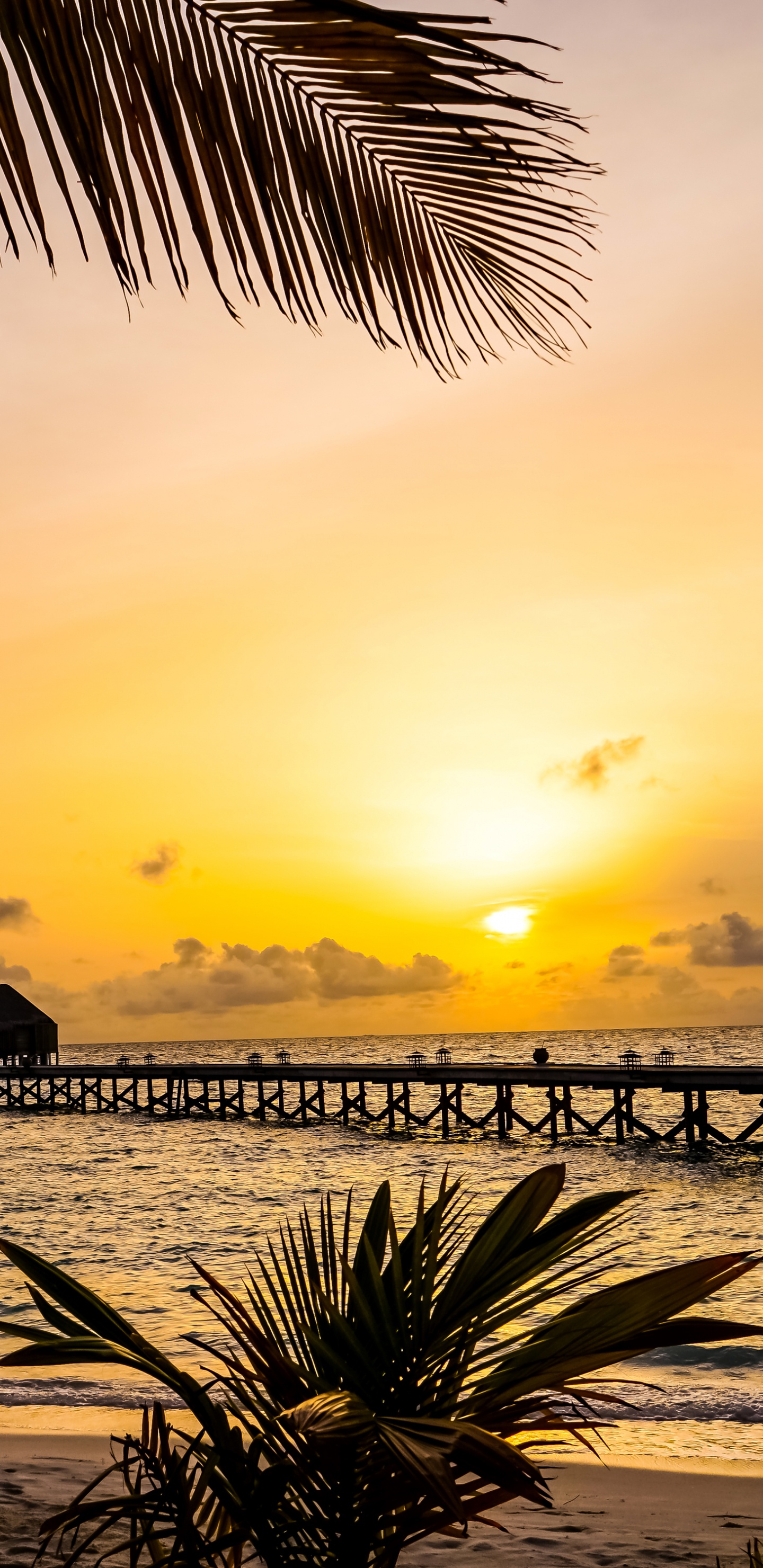 Palme am Meer Bei Sonnenuntergang Sea. Wallpaper in 1440x2960 Resolution