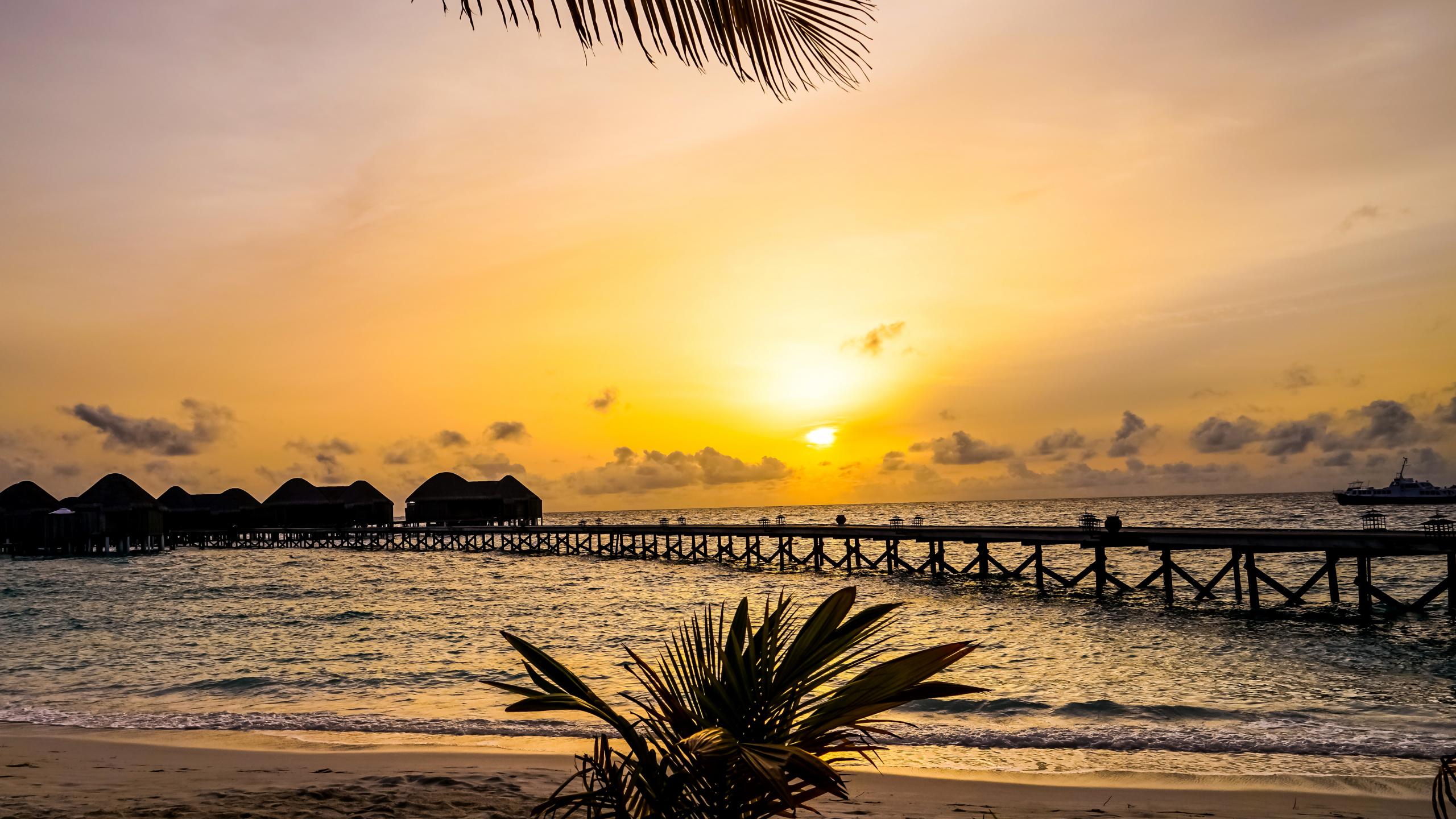 Palme am Meer Bei Sonnenuntergang Sea. Wallpaper in 2560x1440 Resolution