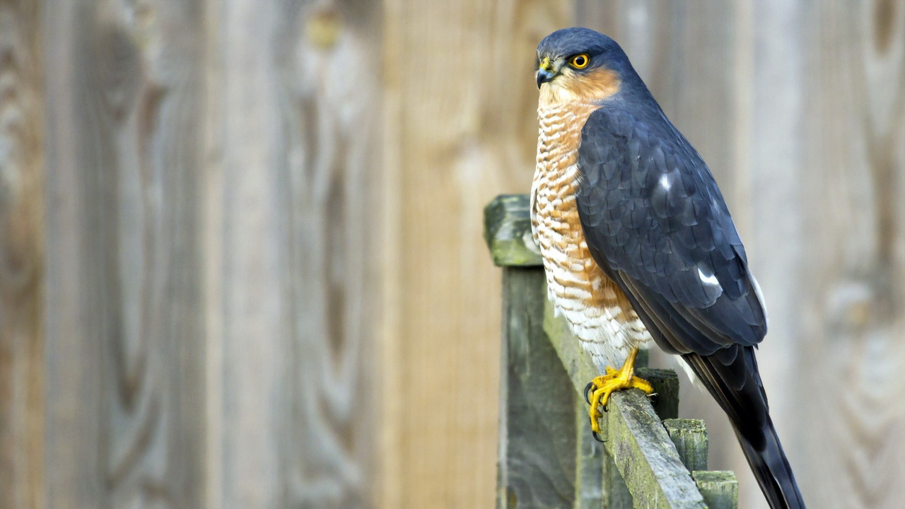 Brown and Black Bird on Brown Wooden Fence During Daytime. Wallpaper in 1280x720 Resolution