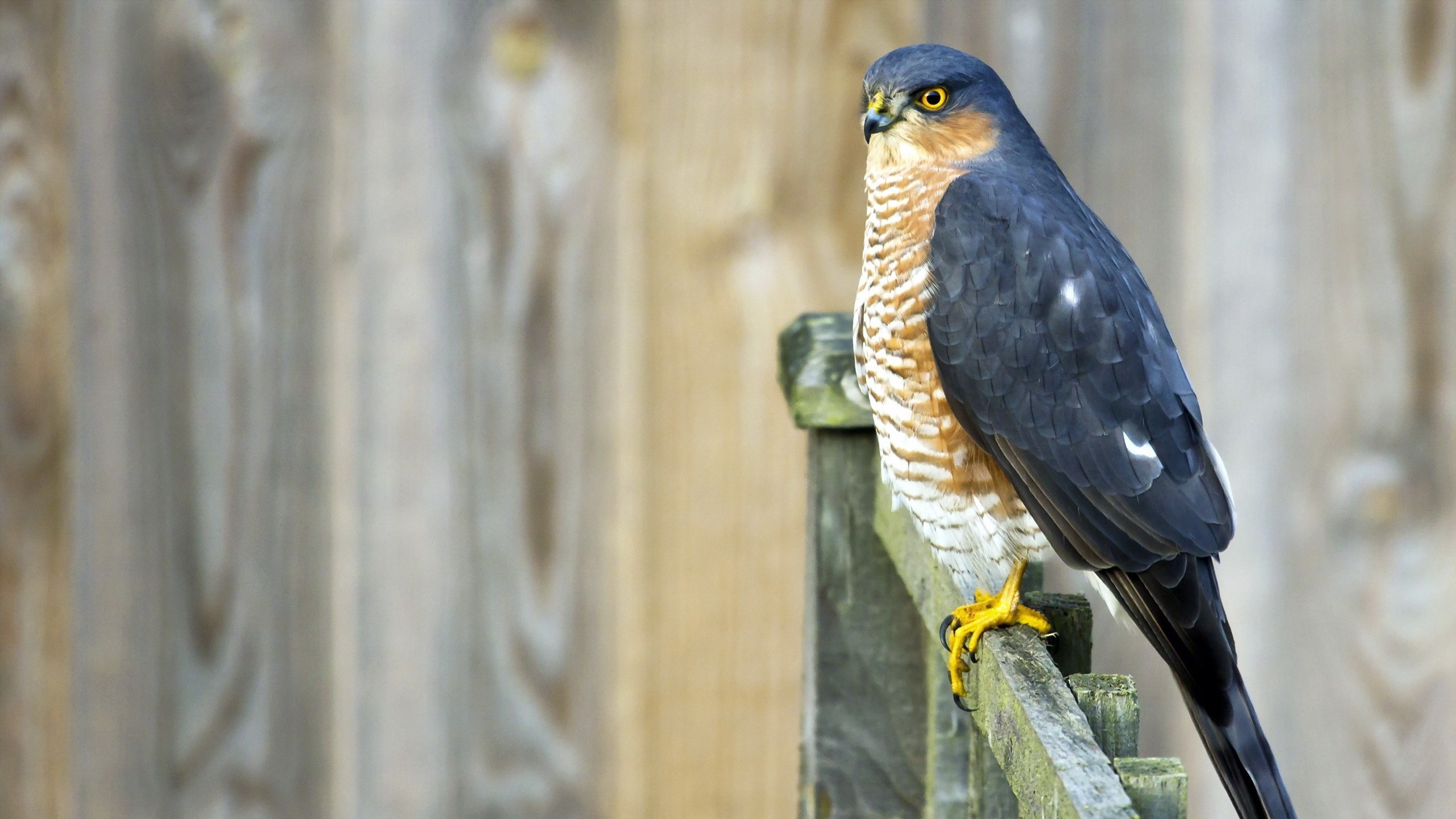 Brown and Black Bird on Brown Wooden Fence During Daytime. Wallpaper in 2560x1440 Resolution