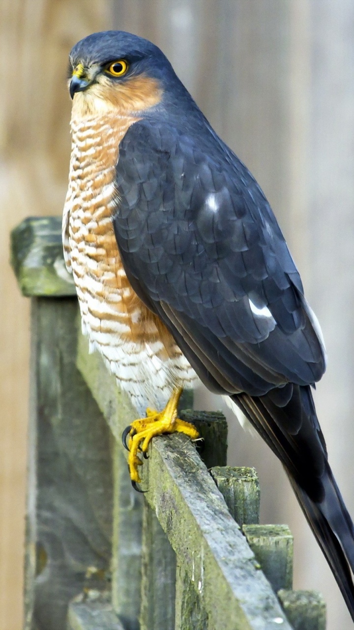 Brown and Black Bird on Brown Wooden Fence During Daytime. Wallpaper in 720x1280 Resolution