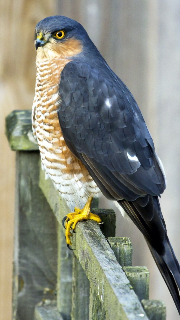 Brown and Black Bird on Brown Wooden Fence During Daytime. Wallpaper in 750x1334 Resolution