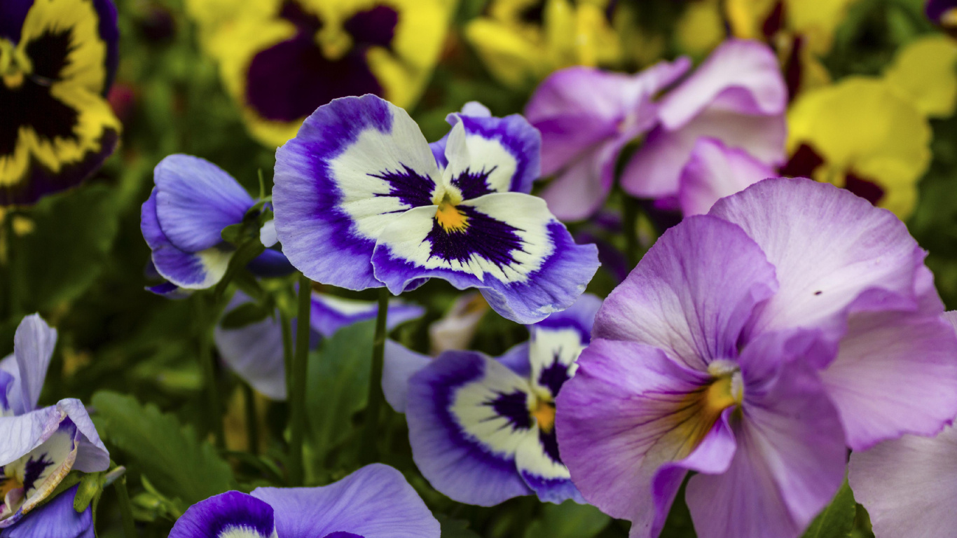 Pansy, Annual Plant, Flower, Plant, Purple. Wallpaper in 1366x768 Resolution