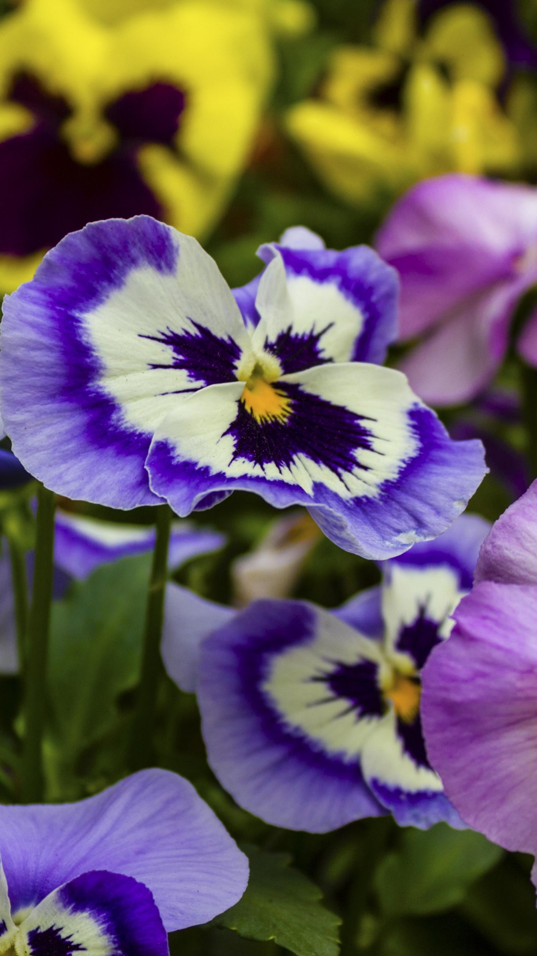 Pansy, Einjährige Pflanze, Purpur, Botanik, Blau. Wallpaper in 1080x1920 Resolution