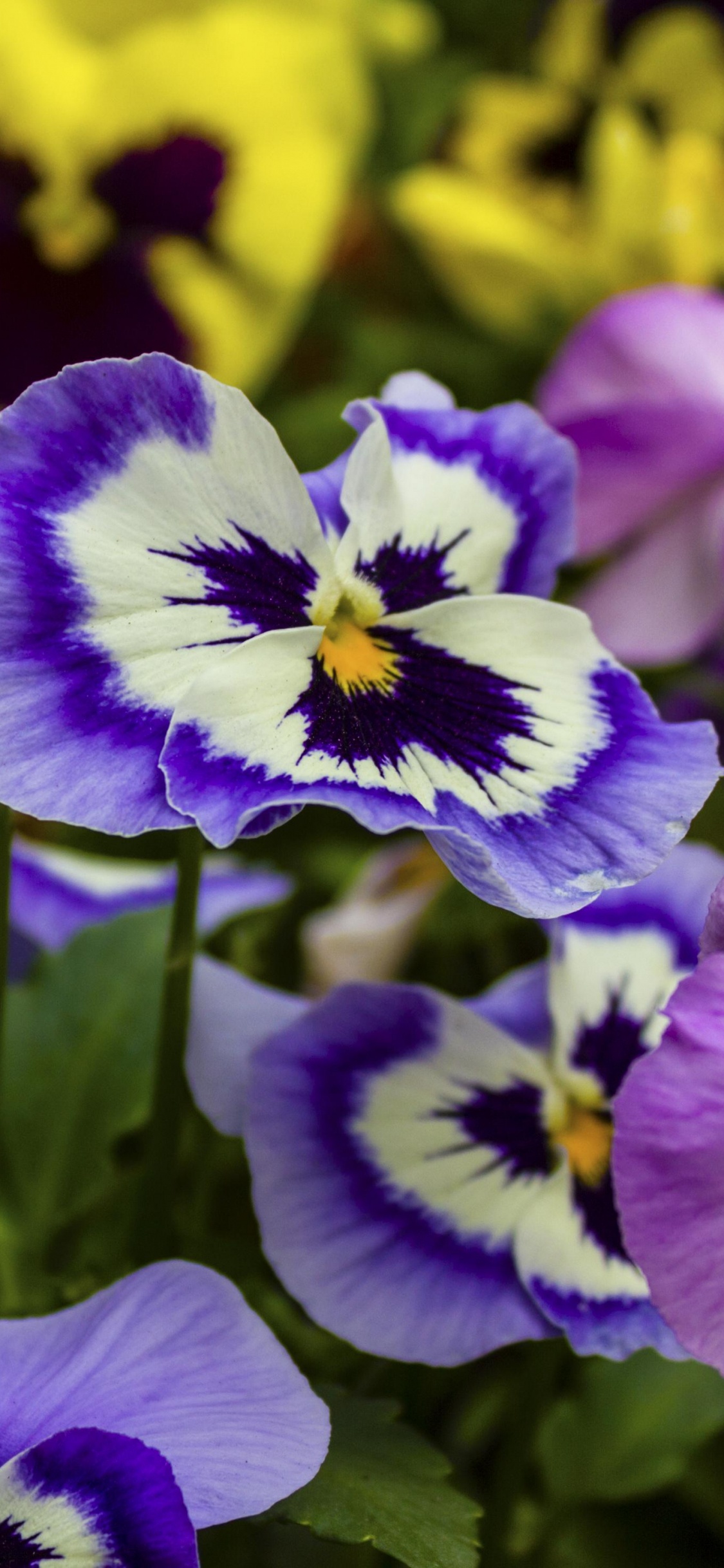 Pansy, Einjährige Pflanze, Purpur, Botanik, Blau. Wallpaper in 1125x2436 Resolution