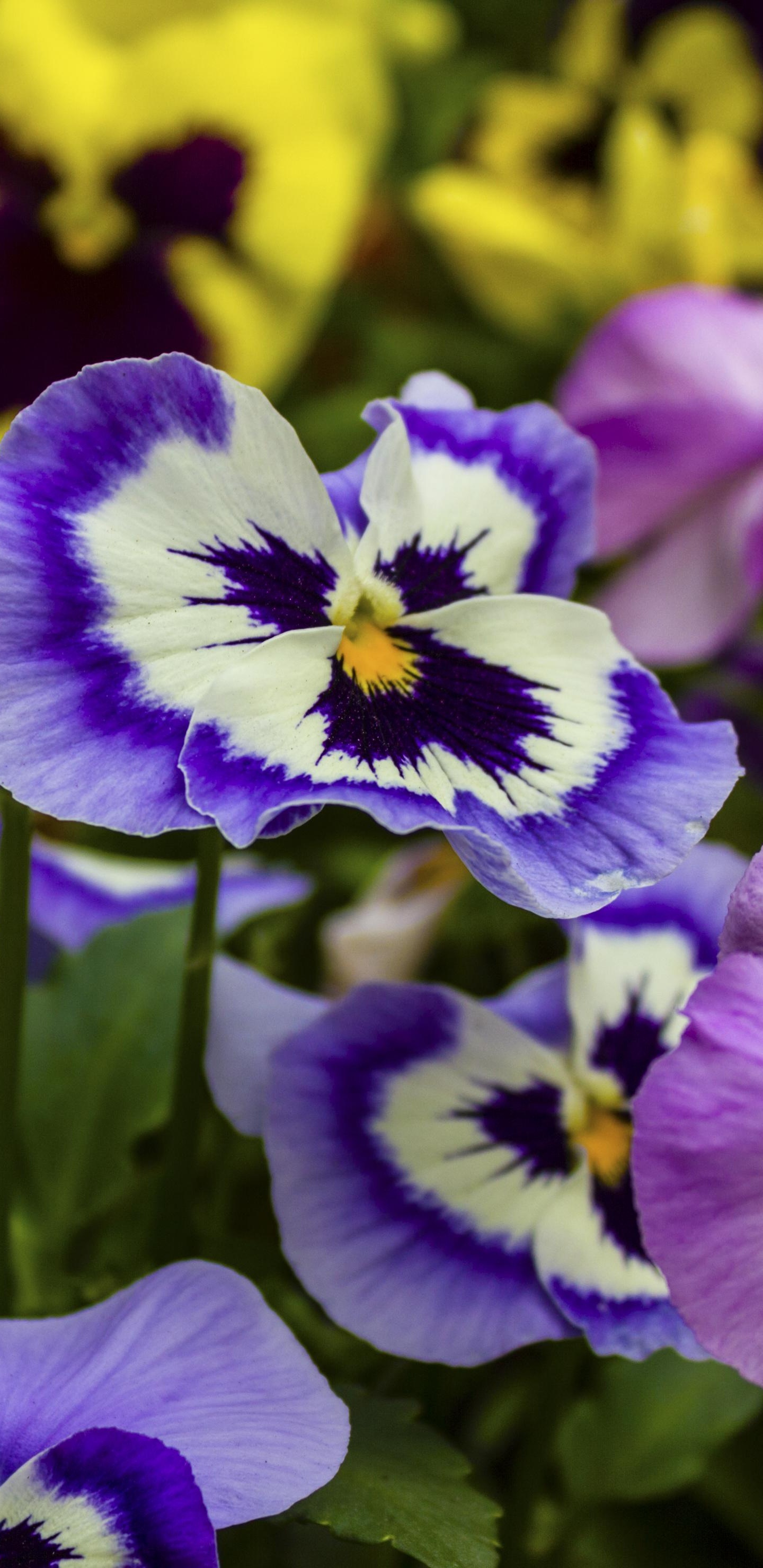 Pansy, Einjährige Pflanze, Purpur, Botanik, Blau. Wallpaper in 1440x2960 Resolution