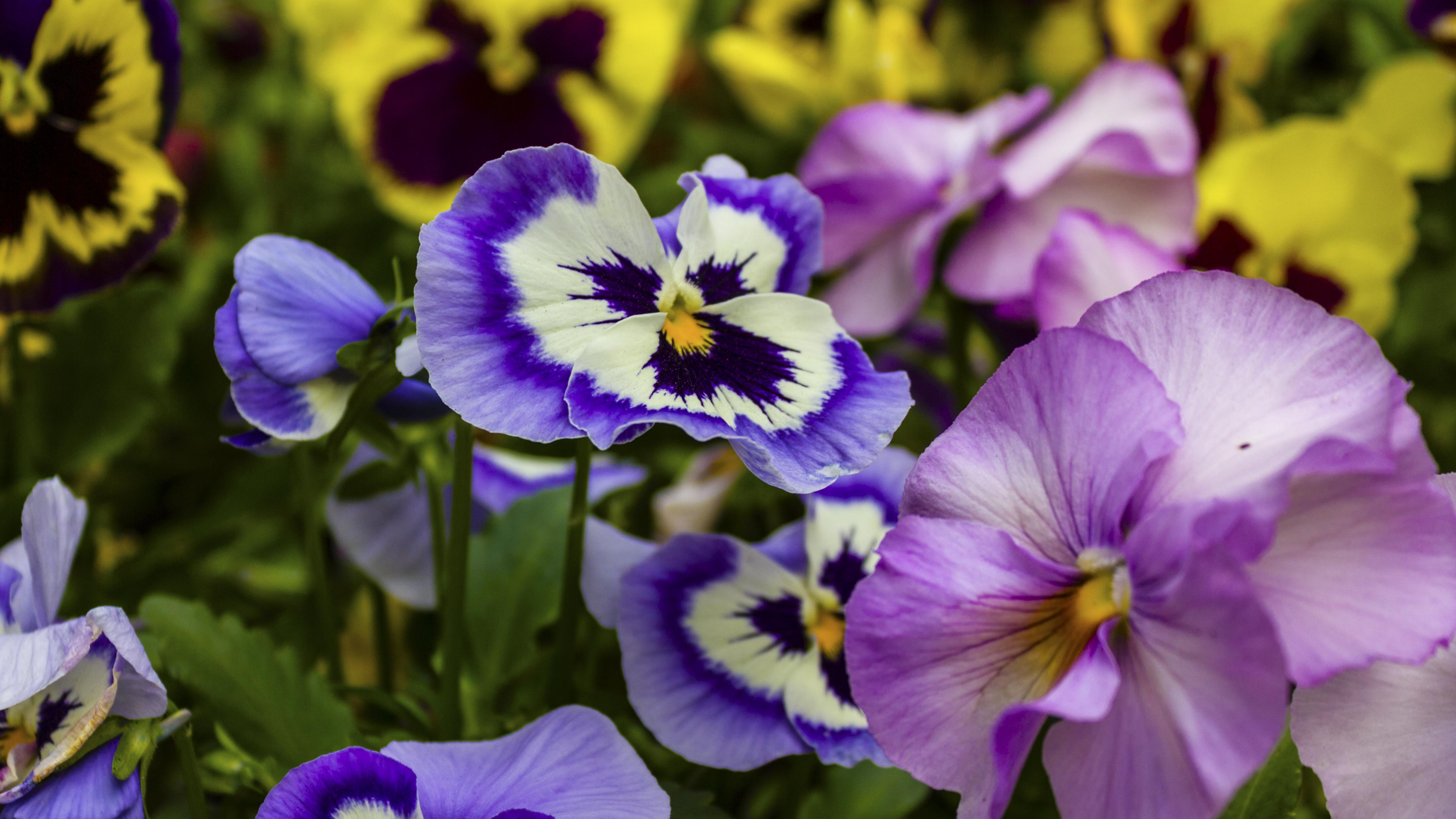 Pansy, Plante Annuelle, Purple, Botanique, Blue. Wallpaper in 3840x2160 Resolution