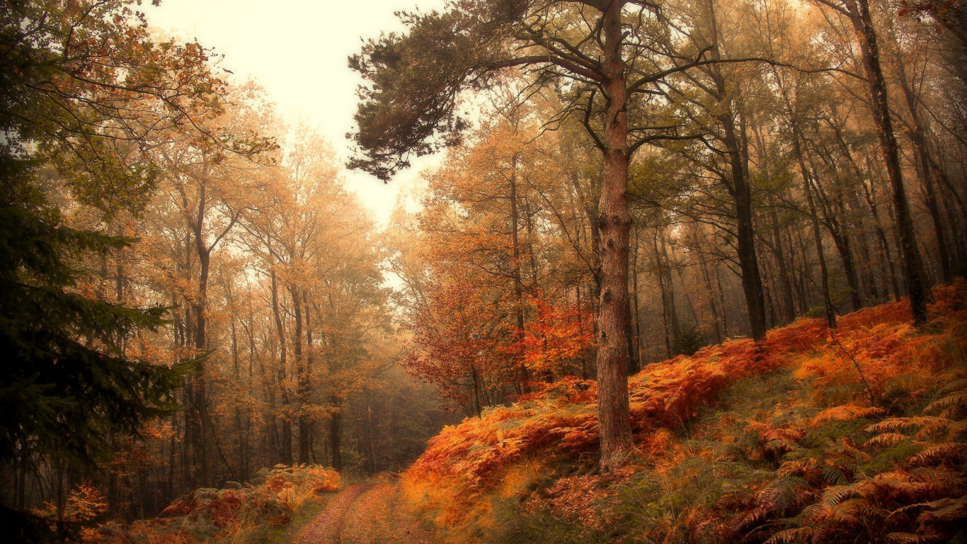 Brown Trees on Brown Field During Daytime. Wallpaper in 1366x768 Resolution