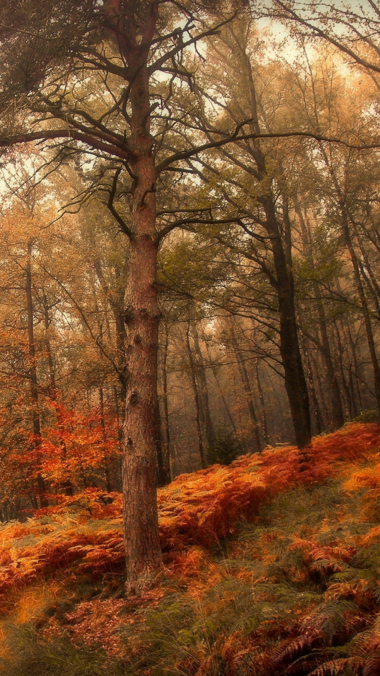 Brown Trees on Brown Field During Daytime. Wallpaper in 750x1334 Resolution