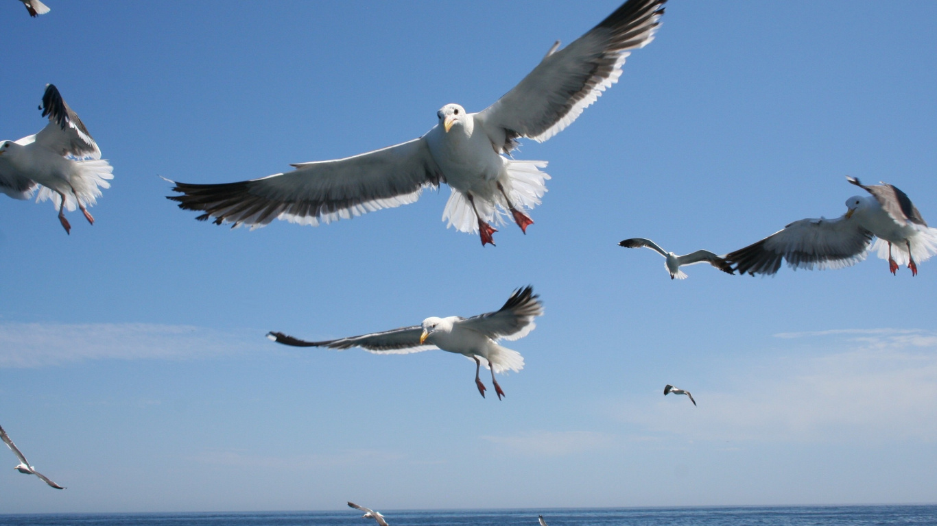 Pájaros Blancos y Negros Volando Sobre el Mar Durante el Día. Wallpaper in 1366x768 Resolution