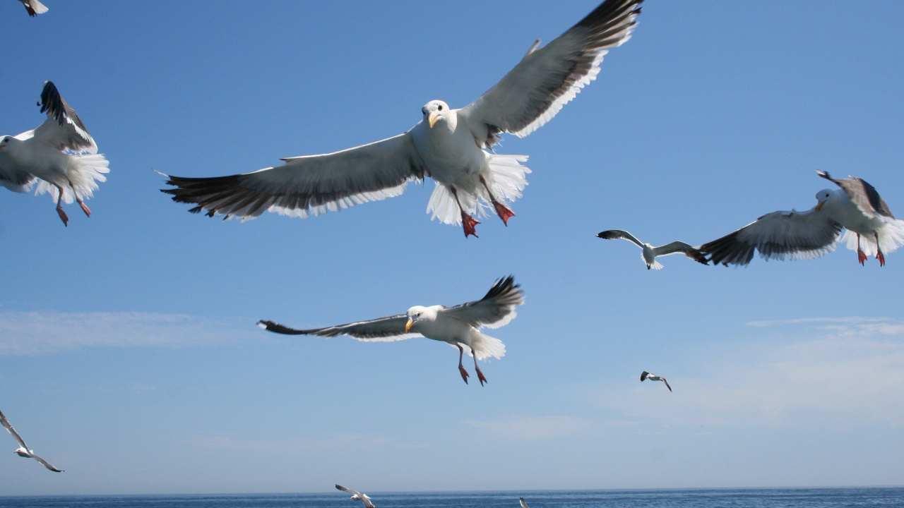 Weiße Und Schwarze Vögel, Die Tagsüber Über Das Meer Fliegen. Wallpaper in 1280x720 Resolution