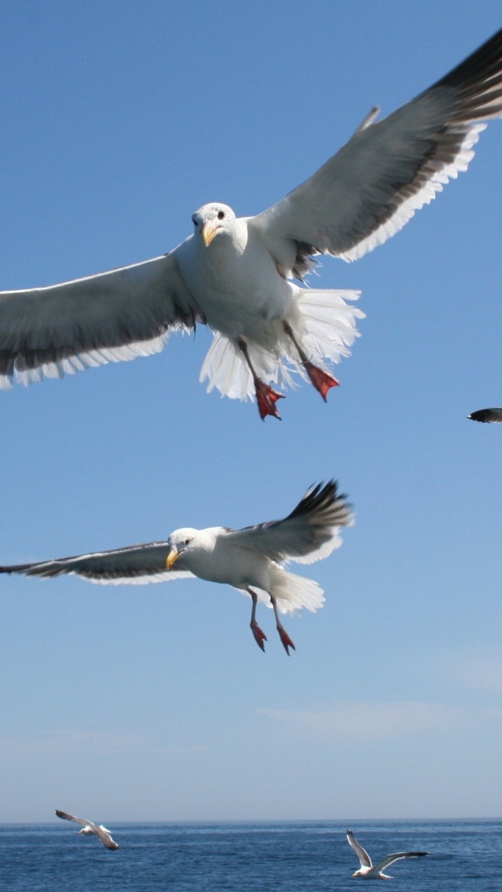 Weiße Und Schwarze Vögel, Die Tagsüber Über Das Meer Fliegen. Wallpaper in 720x1280 Resolution