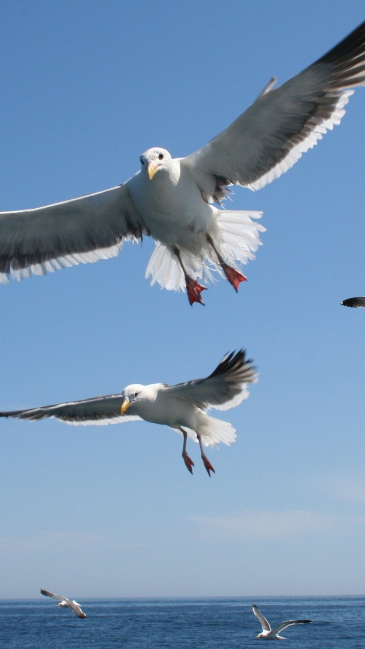 Weiße Und Schwarze Vögel, Die Tagsüber Über Das Meer Fliegen. Wallpaper in 750x1334 Resolution