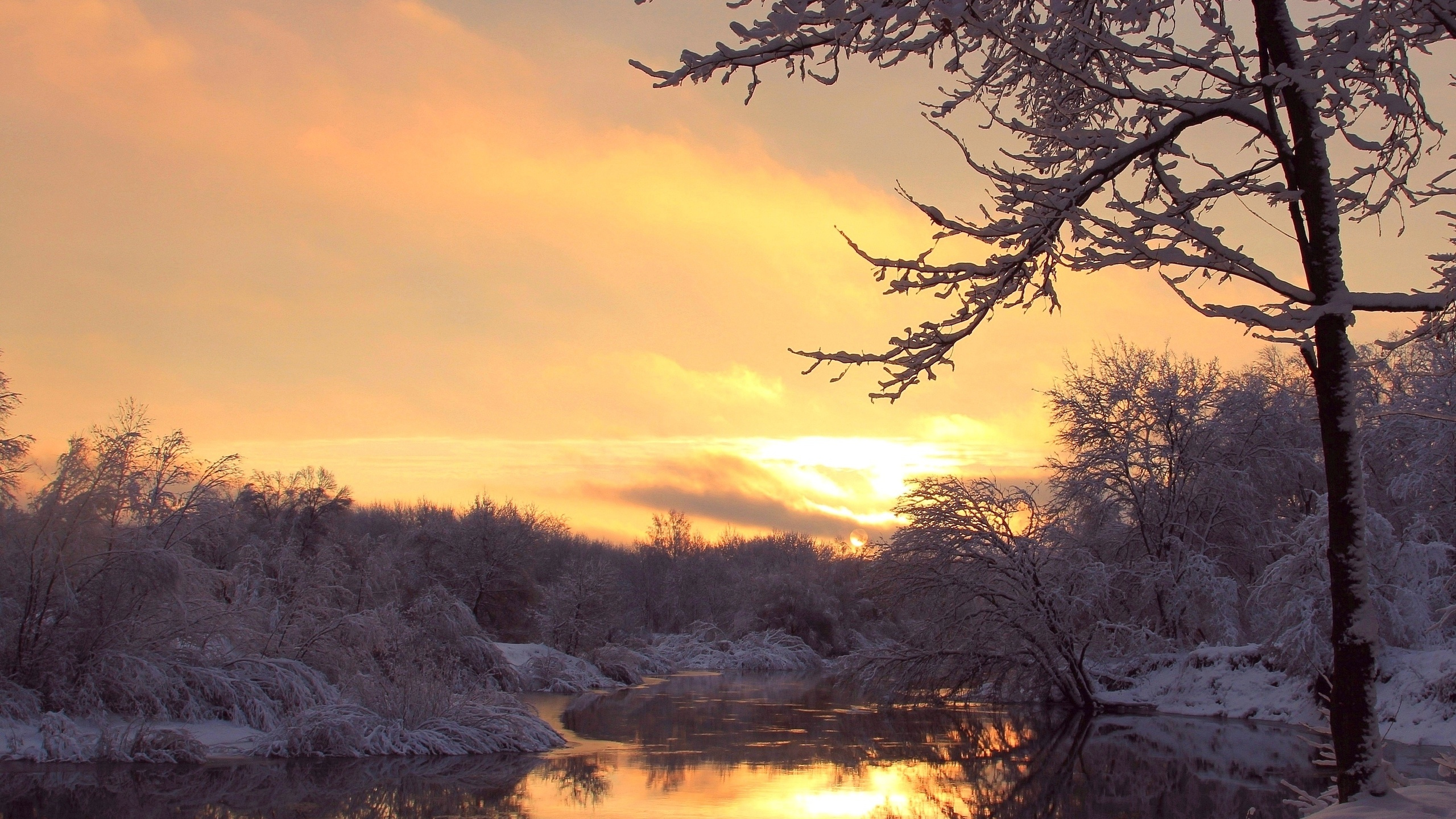 Leafless Trees Near Body of Water During Sunset. Wallpaper in 2560x1440 Resolution