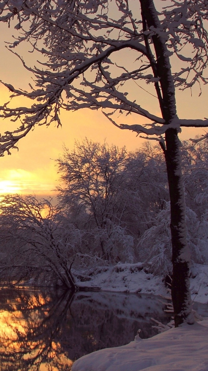 Leafless Trees Near Body of Water During Sunset. Wallpaper in 720x1280 Resolution