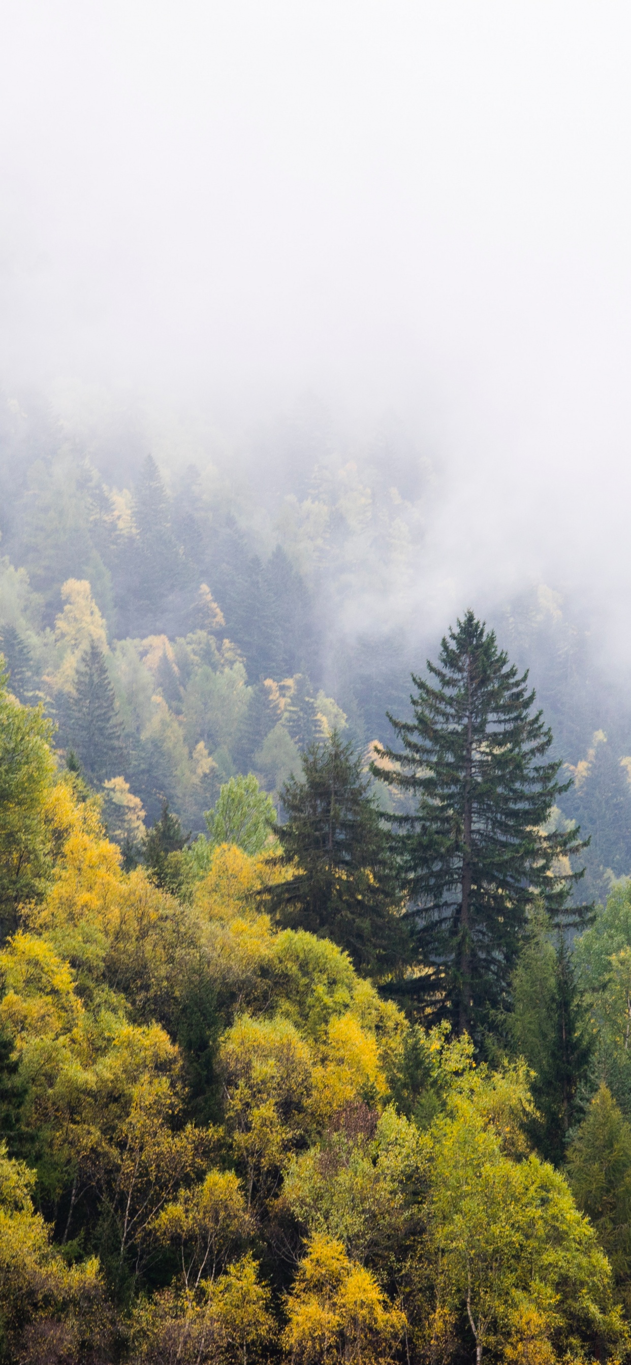 Arbres Verts Sur la Montagne Pendant la Journée. Wallpaper in 1242x2688 Resolution