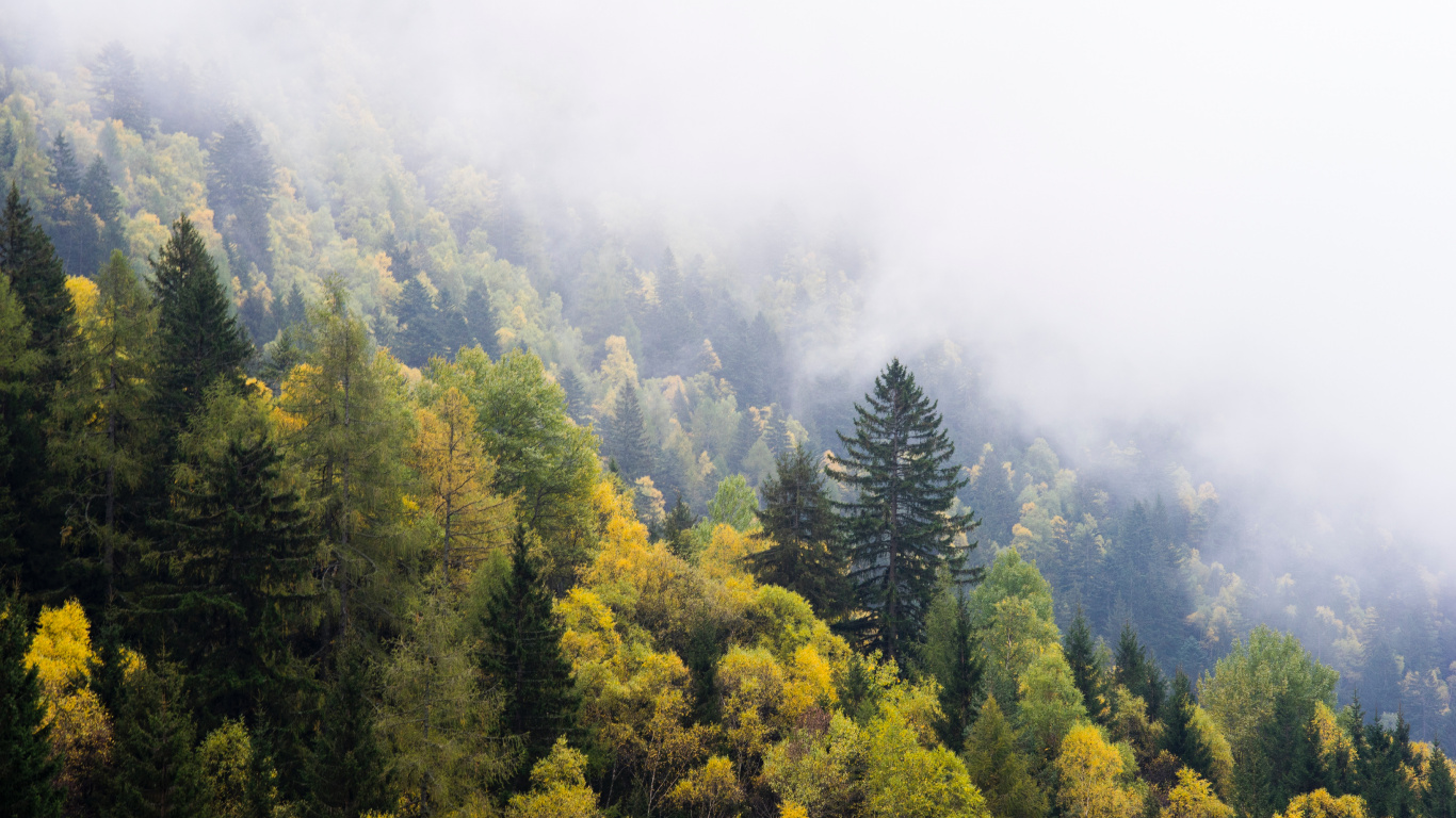 Green Trees on Mountain During Daytime. Wallpaper in 1366x768 Resolution