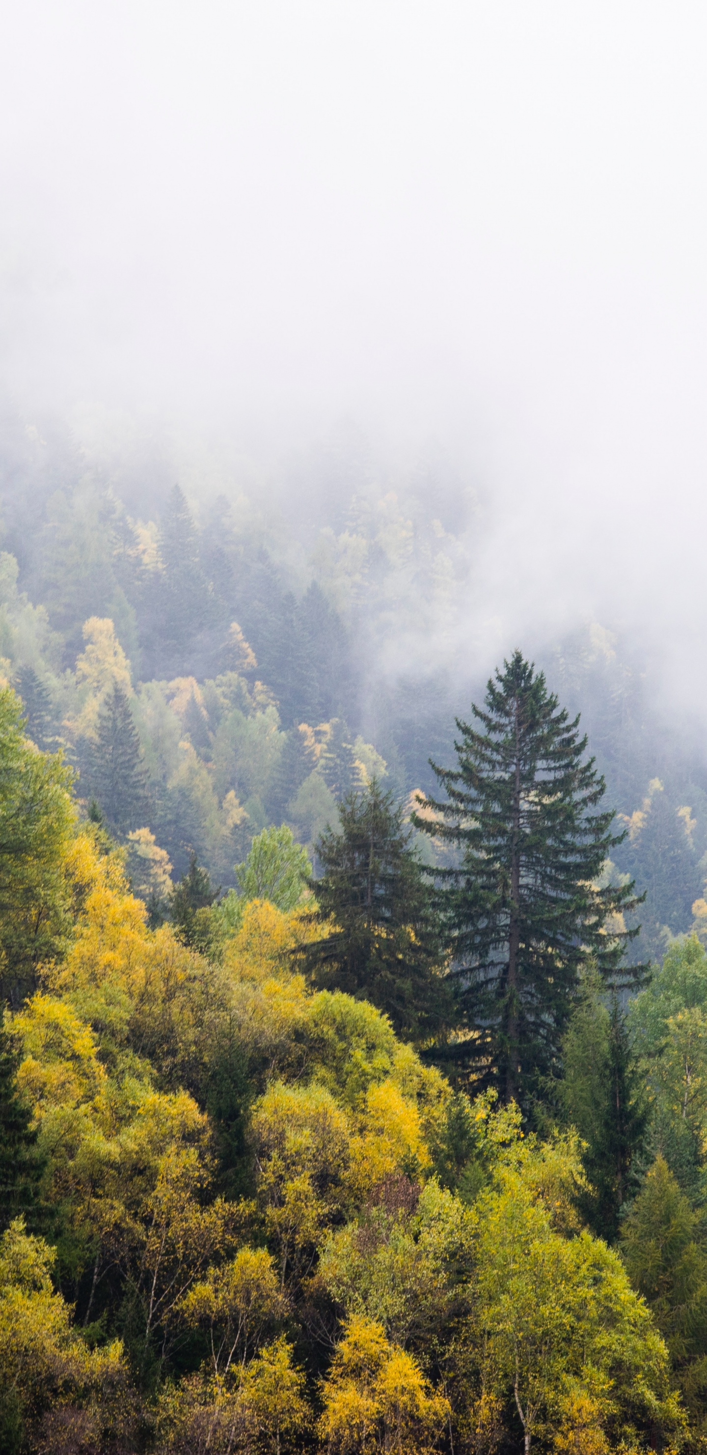 Green Trees on Mountain During Daytime. Wallpaper in 1440x2960 Resolution