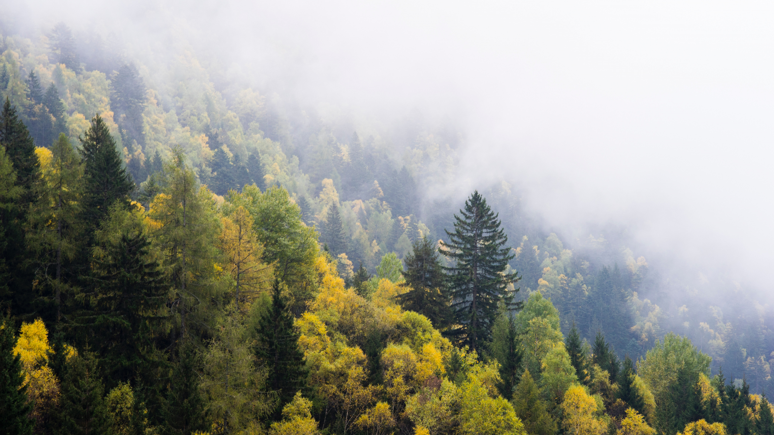Green Trees on Mountain During Daytime. Wallpaper in 2560x1440 Resolution