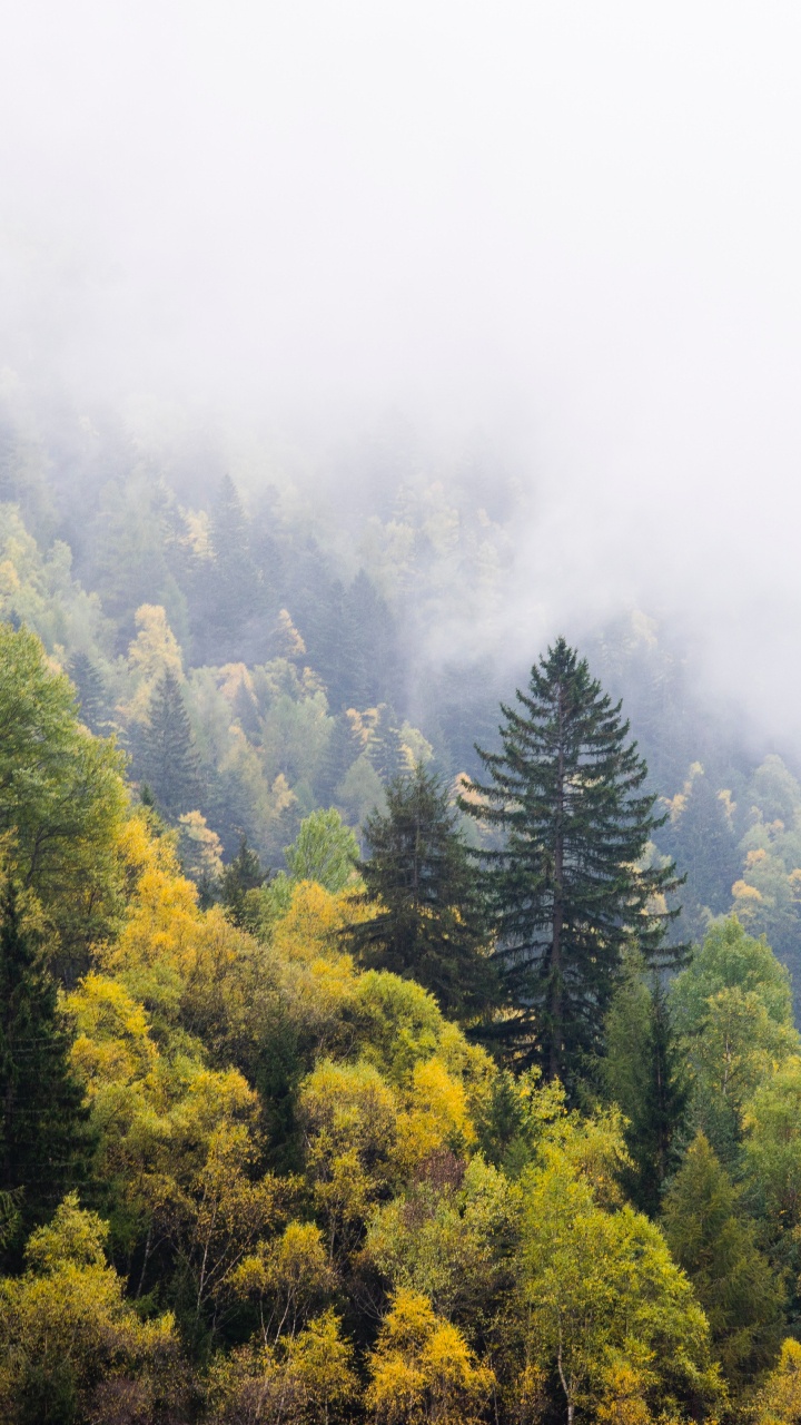 Green Trees on Mountain During Daytime. Wallpaper in 720x1280 Resolution