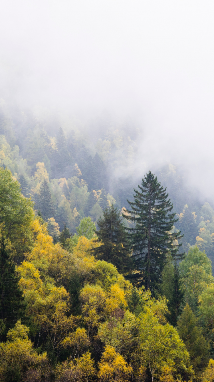 Green Trees on Mountain During Daytime. Wallpaper in 750x1334 Resolution