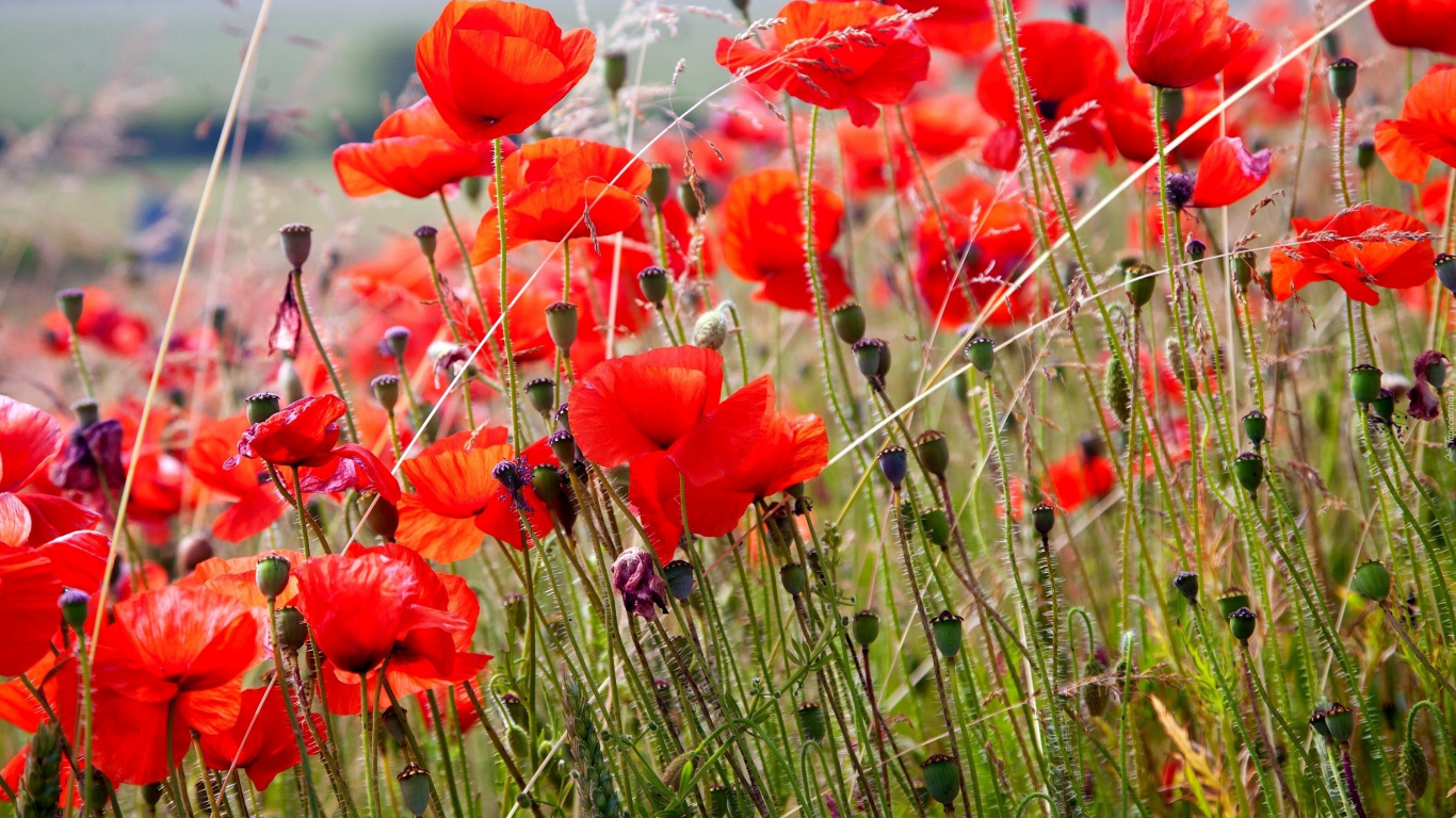 Flores Rojas en el Campo de Hierba Verde Durante el Día. Wallpaper in 1366x768 Resolution