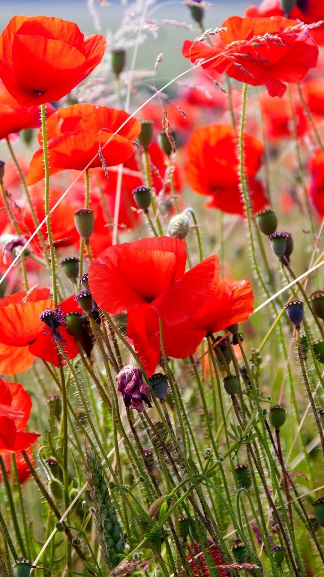 Fleurs Rouges Sur Terrain D'herbe Verte Pendant la Journée. Wallpaper in 1080x1920 Resolution